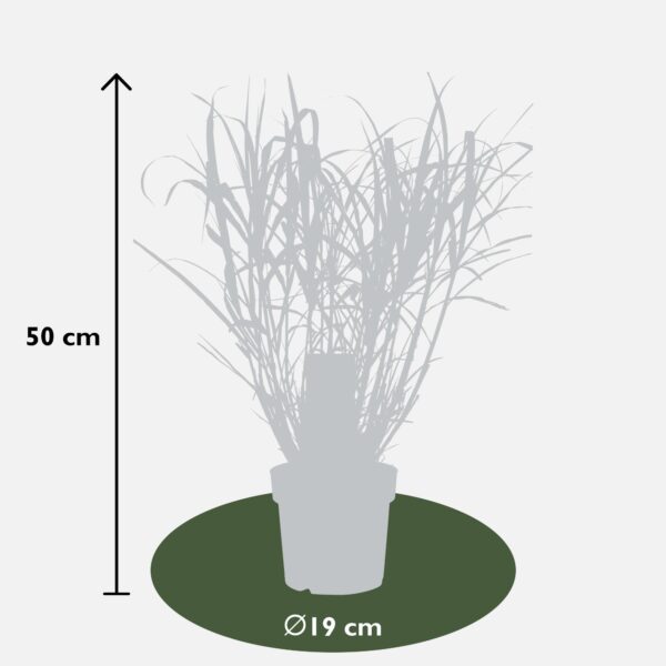 thumbnail_6000-6147.jpg Miscanthus sinensis 'Strictus'