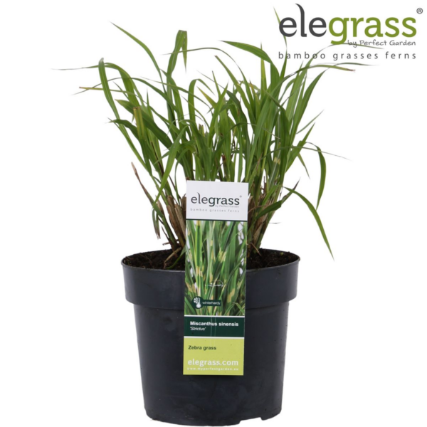 thumbnail_6000-615.png Miscanthus sinensis 'Strictus'