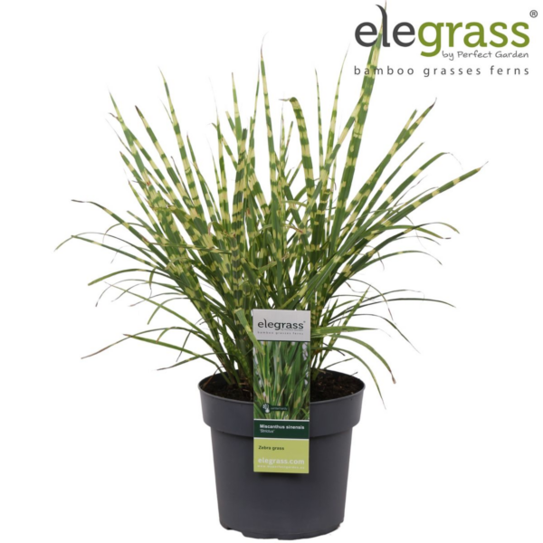 thumbnail_6000-617.png Miscanthus sinensis 'Strictus'
