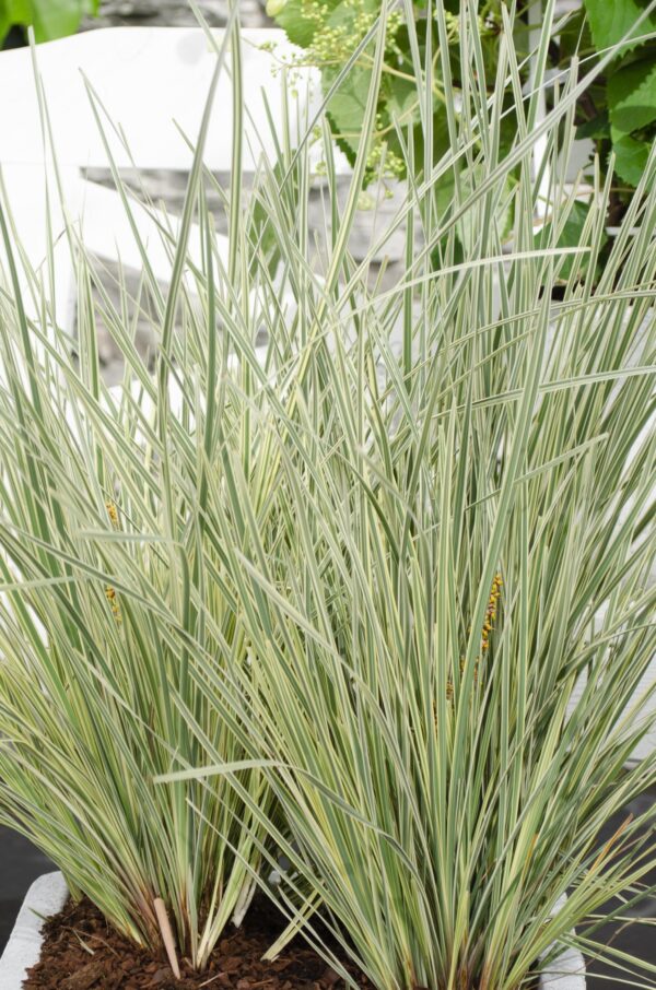 thumbnail_6000-6176.jpg Lomandra longifolia 'White Sands'