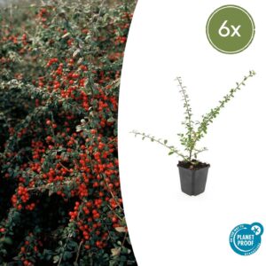 thumbnail_6000-625.jpg Cotoneaster suec. 'Coral Beauty' | 6 stuks