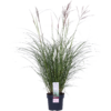 Miscanthus sinensis 'Ferner Osten'