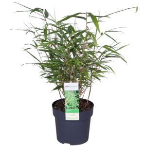 Fargesia rufa