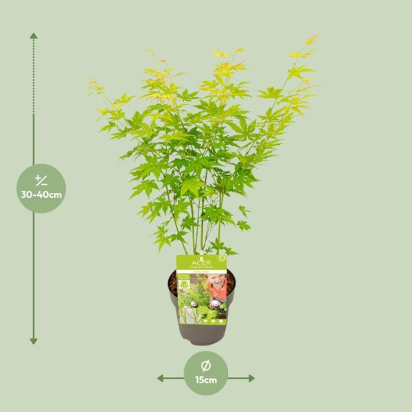 Acer palm. 'Going Green'