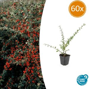 thumbnail_6000-657.jpg Cotoneaster suec. 'Coral Beauty' | 60 stuks