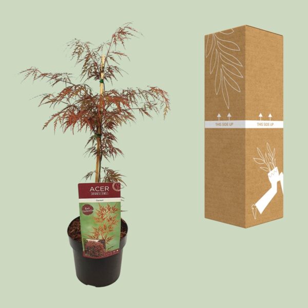 thumbnail_6000-6622.jpg Acer palm. 'Garnet'