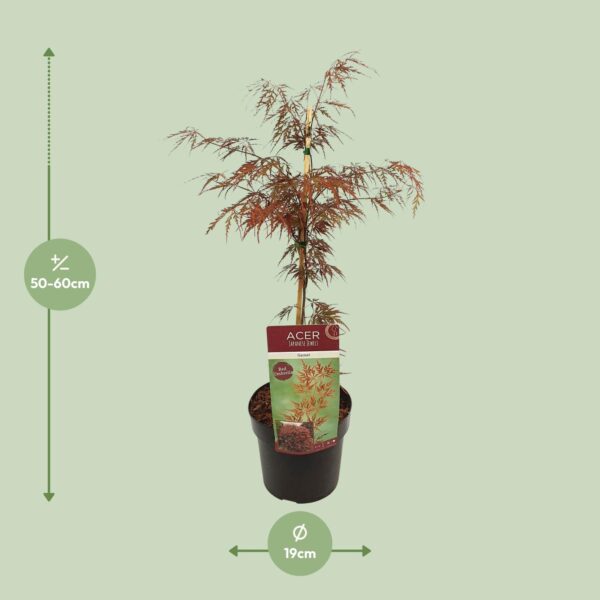thumbnail_6000-6626.jpg Acer palm. 'Garnet'