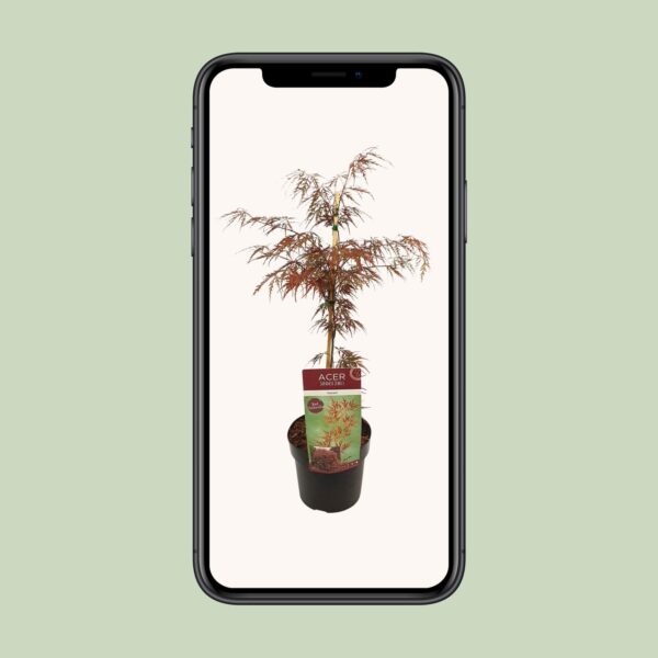thumbnail_6000-6628.jpg Acer palm. 'Garnet'