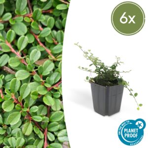 Cotoneaster pr. 'Streib's Findling' | 6 stuks