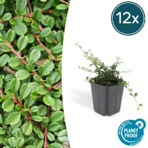 Cotoneaster pr. 'Streib's Findling' | 12 stuks