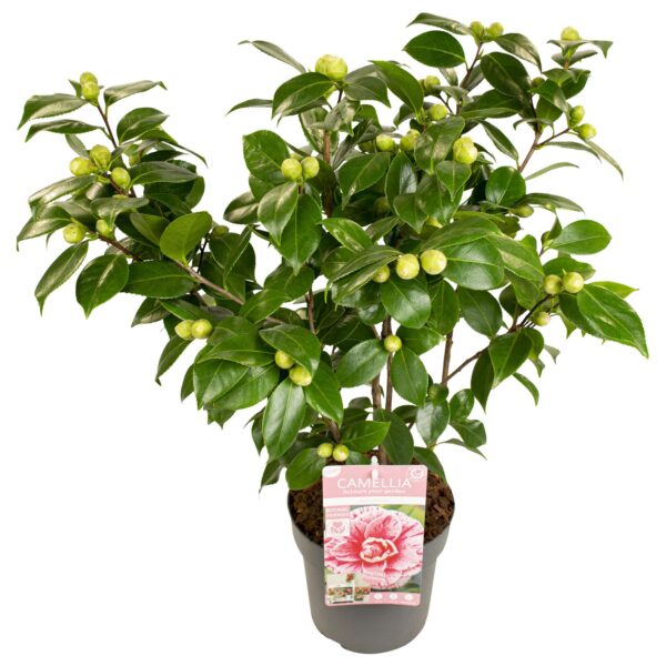 Camellia japonica 'Bonomiana'