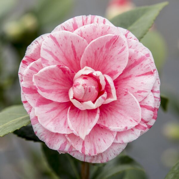 Camellia japonica 'Bonomiana'