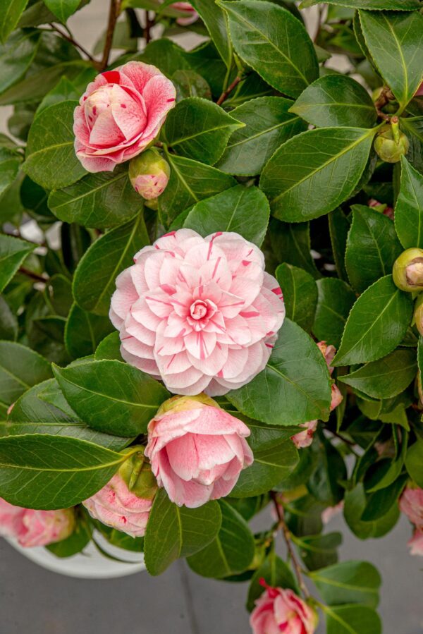 Camellia japonica 'Bonomiana'