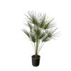 Chamaerops Humilis op stam