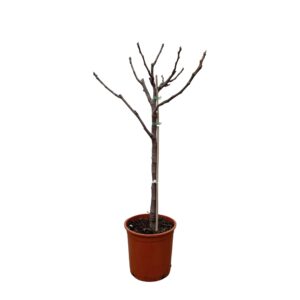 Ficus Carica op stam