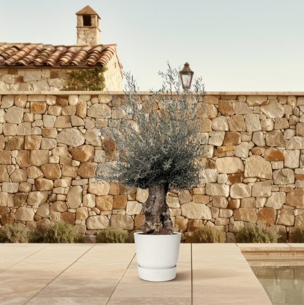 Olea Europaea Bonsai