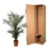 Phoenix Canariensis