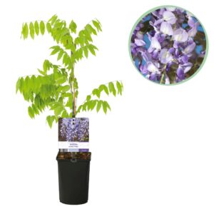 Blauwe regen - Wisteria floribunda Prolific - Bloem Blauw