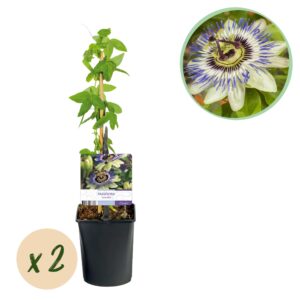 Passiebloem - Passiflora caerulea - Bloem Blauw met Groen Wit - Weinig onderhoud - 2 planten
