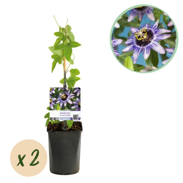 Passiebloem - Passiflora Damsels Delight  - Bloem Paars met Wit - Weinig onderhoud - 2 planten