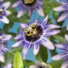 Passiebloem - Passiflora Damsels Delight  - Bloem Paars met Wit - Weinig onderhoud - 2 planten