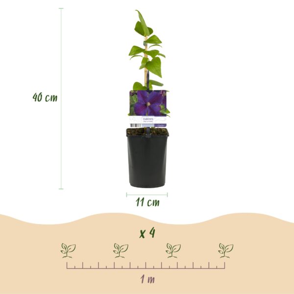 thumbnail_6000-7326.jpg Klimplant - Clematis Star of India - Bloem Roze - Weinig onderhoud -2 planten