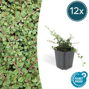 Cotoneaster pr. 'Queen of Carpets' | 12 stuks