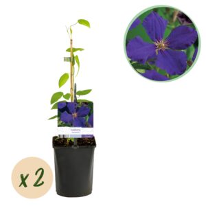 Klimplant - Clematis Jackmanii - Bloem Blauw - Weinig onderhoud -2 planten -  Pot 11cmcm