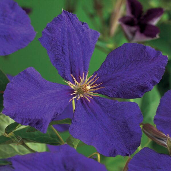 Klimplant - Clematis Jackmanii - Bloem Blauw - Weinig onderhoud -2 planten -  Pot 11cmcm