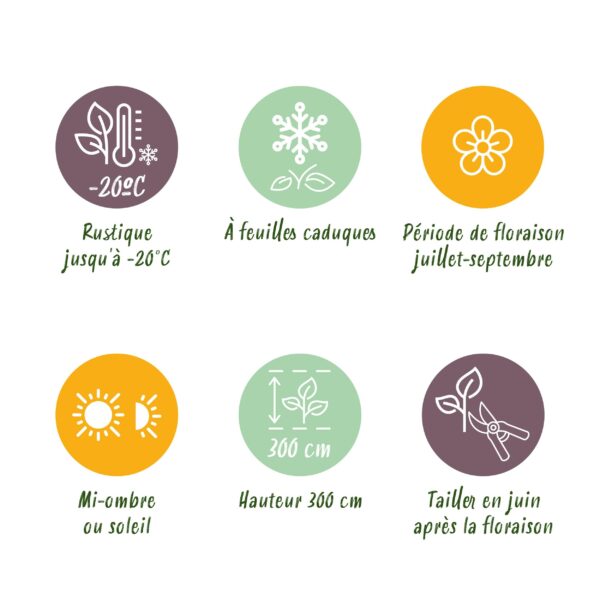 Klimplant - Clematis Jackmanii - Bloem Blauw - Weinig onderhoud -2 planten -  Pot 11cmcm