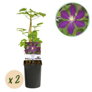 Klimplant - Clematis Mikelite - Bloem Paars - Weinig onderhoud -2 planten