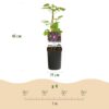 Klimplant - Clematis Mikelite - Bloem Paars - Weinig onderhoud -2 planten