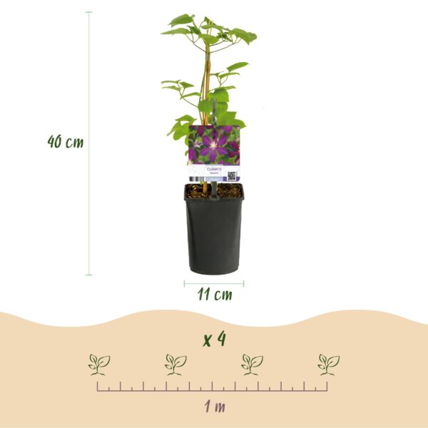 thumbnail_6000-7389.jpg Klimplant - Clematis Mikelite - Bloem Paars - Weinig onderhoud -2 planten