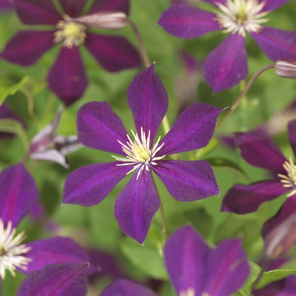 thumbnail_6000-7390.jpg Klimplant - Clematis Mikelite - Bloem Paars - Weinig onderhoud -2 planten