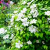 Klimplant - Clematis Madame Le Coultre - bloem wit - Weinig onderhoud -2 planten -  Pot 11cmcm