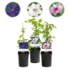 Klimplant - Clematis Tricolour  - Bloem Roze Wit Paars - Weinig onderhoud - 3 planten