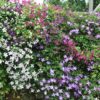 Klimplant - Clematis Tricolour  - Bloem Roze Wit Paars - Weinig onderhoud - 3 planten