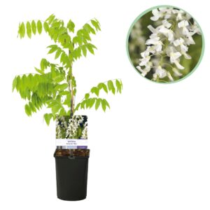 Blauwe regen - Wisteria floribunda Alba - Bloem Wit