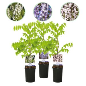 Blauwe regen - Wisteria floribunda Tricolour - Bloemen Blauw Roze Wit  - 3 planten