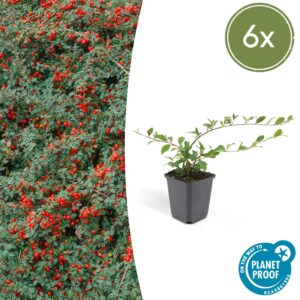 Cotoneaster dammeri | 6 stuks