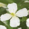 Klimplant - Clematis montana Grandiflora - Bloem Wit - Vroegbloeiend - Weinig onderhoud -2 planten -  Pot 11cmcm