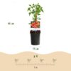 Trompetbloem - Campsis radicans Madame Galen - Bloem Oranje - Weinig onderhoud - 2 planten