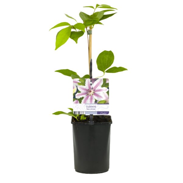 thumbnail_6000-7624.jpg Klimplant - Clematis Nelly Moser - Bloem Roze - Weinig onderhoud -2 planten - Pot 11cmcm