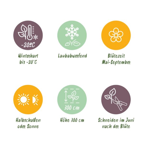 thumbnail_6000-7628.jpg Klimplant - Clematis Nelly Moser - Bloem Roze - Weinig onderhoud -2 planten - Pot 11cmcm