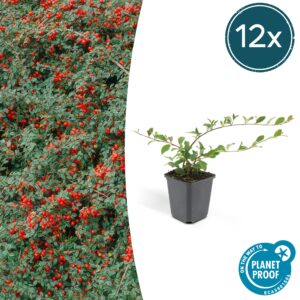 Cotoneaster dam. 'Major' - ↕25cm - Ø9cm | 12 stuks