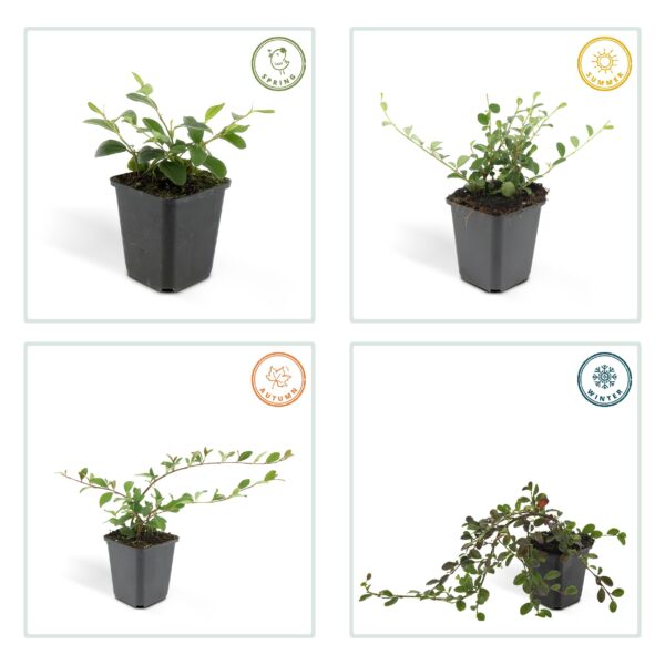 Cotoneaster dammeri | 6 stuks