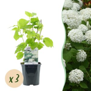 thumbnail_6000-7725.jpg Pluim Hortensia - Hydrangea arborescens Annabelle - Bloem Wit - 3 Planten - 1 m2 - Bladverliezend - Grote Bloemen