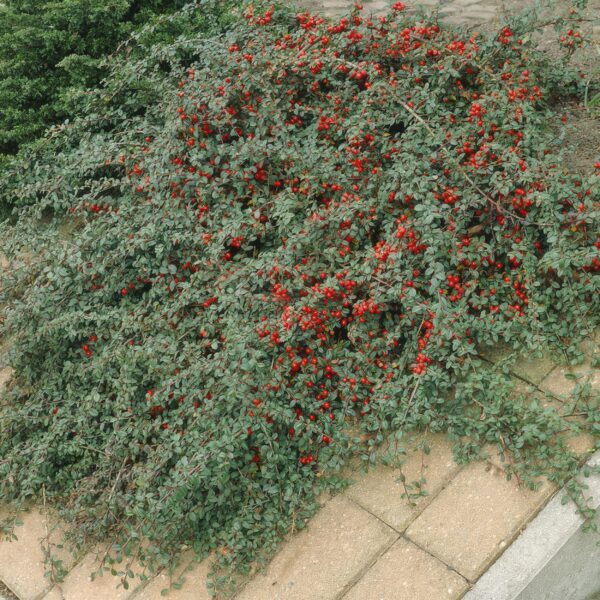 Cotoneaster dammeri | 6 stuks