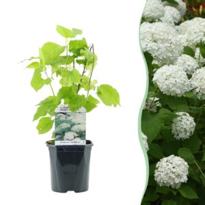 thumbnail_6000-7819.jpg Pluim Hortensia - Hydrangea arborescens Annabelle - Bloem Wit - Bladverliezend - Grote Bloemen