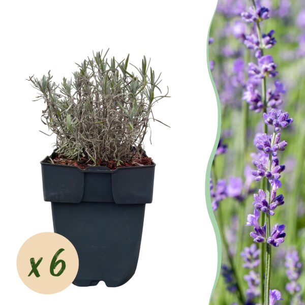 thumbnail_6000-7887.jpg Haagplanten - Lavandula angustifolia Hidcote - blad grijs - 6 planten - 1 strekkende meter - groenblijvend